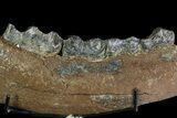 Irish Elk Jaw Section With Stand - Pleistocene, Germany #92506-2
